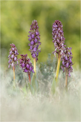 Riesen-Knabenkraut (Himantoglossum robertianum), Provence, Frankreich