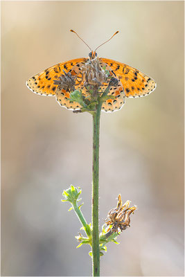 Roter Scheckenfalter (Melitaea didyma), Weibchen, Frankreich, Drôme