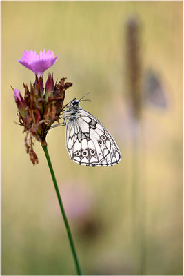 Schachbrettfalter (Melanargia galathea), Männchen, Deutschland, Baden-Württemberg