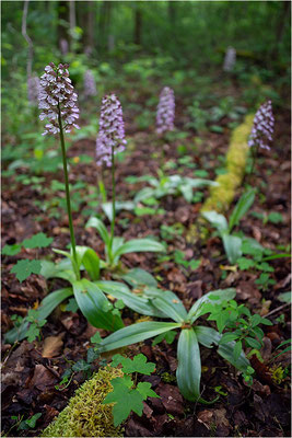 Purpur-Knabenkraut (Orchis purpurea), Deutschland, Baden-Württemberg