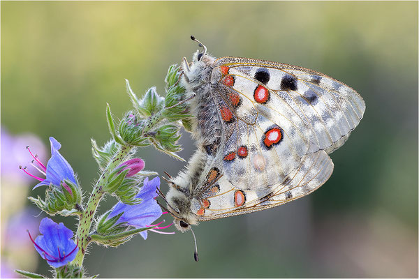 Roter Apollo (Parnassius apollo linnei), Schweden, Gotland