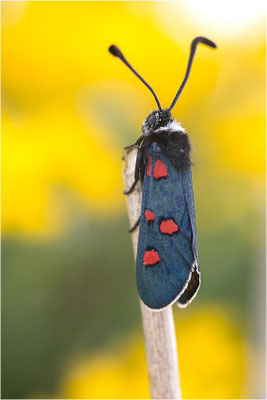 Lavendel-Widderchen (Zygaena lavandulae), Frankreich, Dep. Drôme