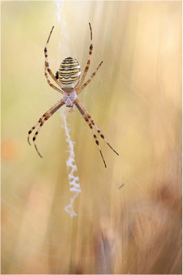 Wespenspinne (Argiope bruennichi), Weibchen, Deutschland, Baden-Württemberg