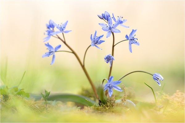 Zweiblättriger Blaustern (Scilla bifolia), Deutschland, Baden-Württemberg