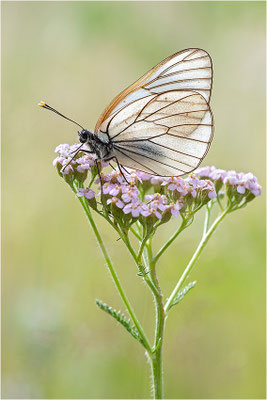 Baumweißling (Aporia crataegi), Piemont, Italien