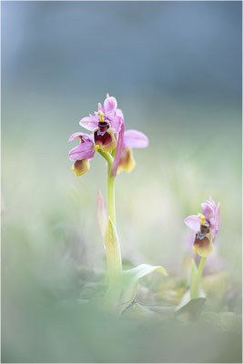 Ophrys tenthredinifera