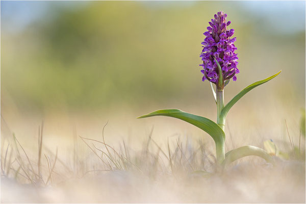 Fleischfarbene Fingerwurz (Dactylorhiza incarnata), Schweden, Gotland