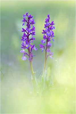 Orchis mascula
