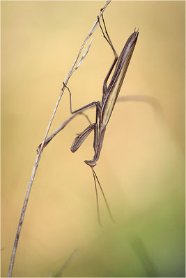 Europäische Gottesanbeterin (Mantis religiosa), Männchen, Deutschland, Baden-Württemberg