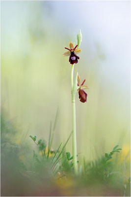 Ophrys x royanensis (=drumana x insectifera), Frankreich, Dep. Isere