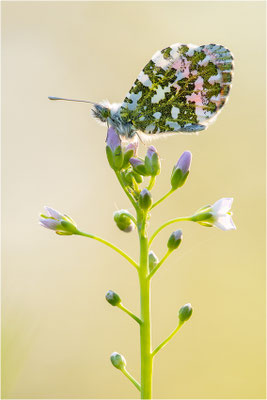 Aurorafalter (Anthocharis cardamines), Männchen, Deutschland, Baden-Württemberg