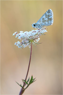 Ambossfleck-Würfeldickkopffalter (Pyrgus onopordi), Männchen, Frankreich, Drôme