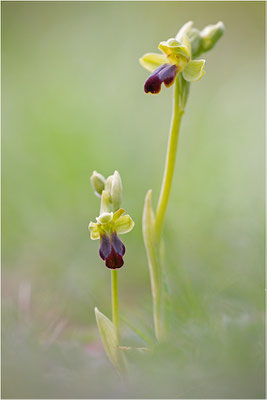 Ophrys sulcata