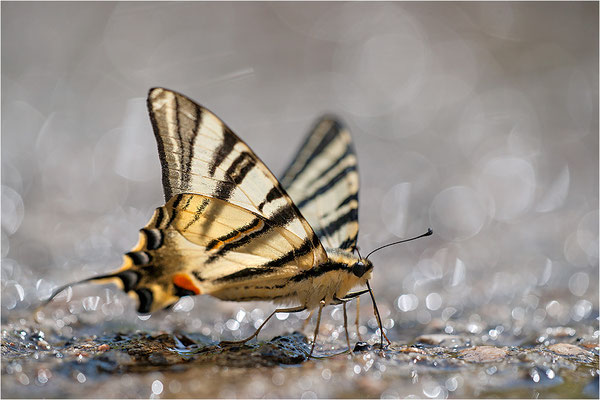 Segelfalter (Iphiclides podalirius), Frankreich, Haute-Loire