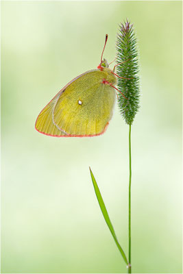 Hochmoor-Gelbling (Colias palaeno), Finnland, Etelä-Pohjanmaa