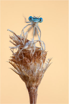 Blaue Federlibelle (Platycnemis pennipes), Männchen, Deutschland, Baden-Württemberg, Rheinaue