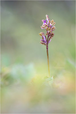 Spitzels Knabenkraut (Orchis spitzelii), Schweden, Gotland