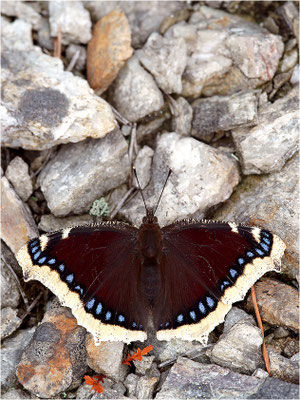 Trauermantel (Nymphalis antiopa), Schweden, Dalsland