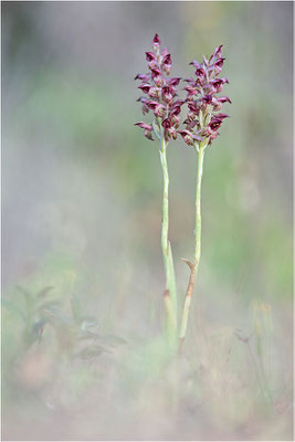 Duftende Spitzorchis (Anacamptis fragrans), Korsika