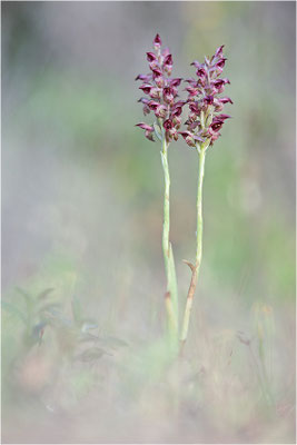 Duftende Spitzorchis (Anacamptis fragrans), Korsika