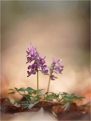 Gefingerter Lerchensporn (Corydalis solida), Deutschland, Baden-Württemberg