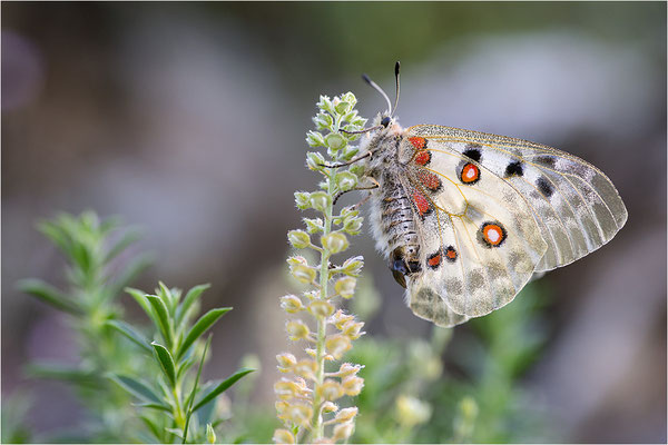 Roter Apollo (Parnassius apollo valdierensis), Italien, Piemont