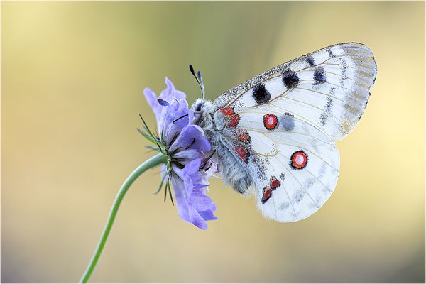 Roter Apollo (Parnassius apollo nivatus), Frankreich, Dep. Jura