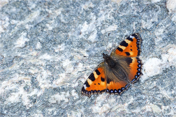 Kleiner Fuchs (Aglais urticae), Italien, Region Aostatal, 2.400m