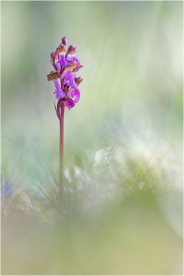 Spitzels Knabenkraut (Orchis spitzelii), Schweden, Gotland