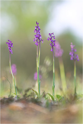 Kleine Hundswurz (Anacamptis morio picta), Dep. Var, Frankreich