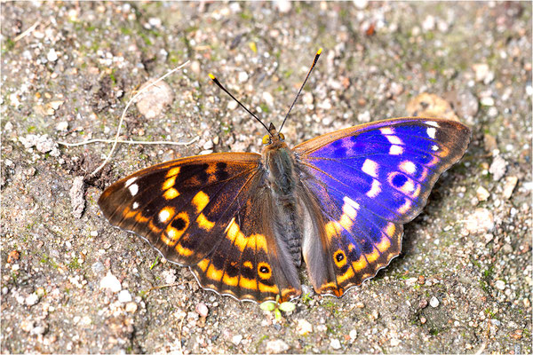 Kleiner Schillerfalter (Apatura ilia), Männchen, Deutschland, Baden-Württemberg