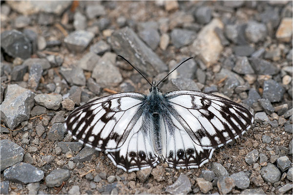 Westliches Schachbrett (Melanargia occitanica), Männchen, Frankreich, Ardèche