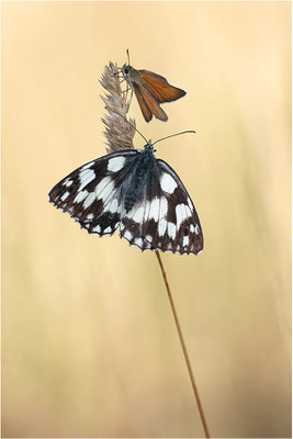 Schachbrettfalter (Melanargia galathea), Weibchen, Deutschland, Baden-Württemberg