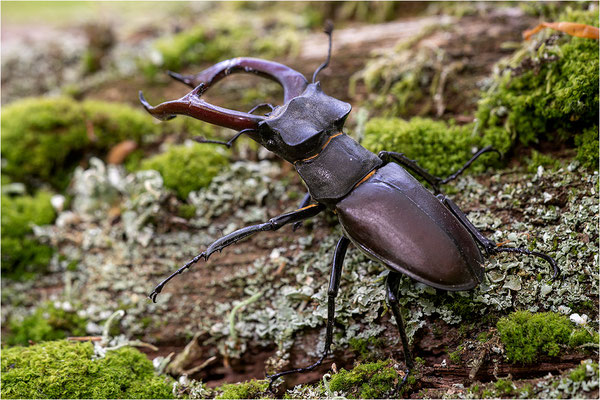 Hirschkäfer (Lucanus cervus), Baden-Württemberg, Deutschland