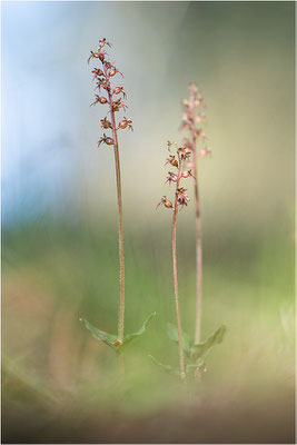 Kleines Zweiblatt (Listera cordata), Gotland, Schweden