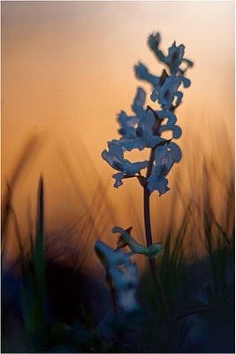 Hohler Lerchensporn (Corydalis cava), Deutschland, Baden-Württemberg