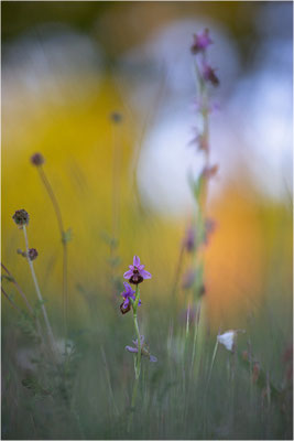 Ophrys aveyronensis