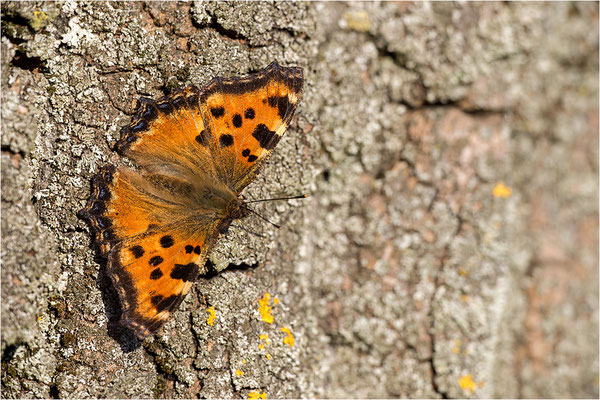 Großer Fuchs (Nymphalis polychloros), Deutschland, Baden-Württemberg