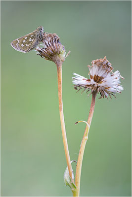Komma-Dickkopffalter (Hesperia comma), Italien, Aosta