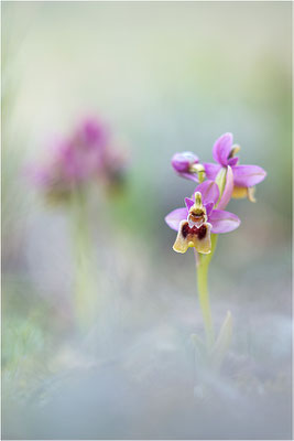 Ophrys tenthredinifera