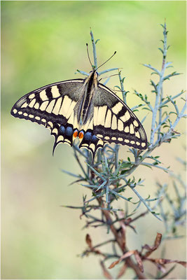 Schwalbenschwanz (Papilio machaon), Frankreich, Dep. Ardéche