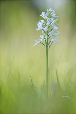 Helm-Knabenkraut (Orchis militaris), hypochrom, Deutschland, Baden-Württemberg