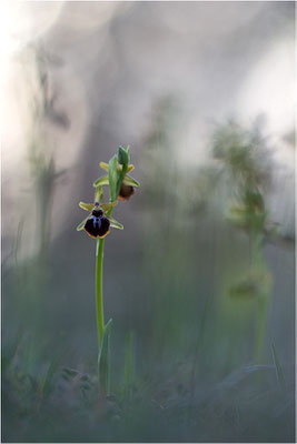 Ophrys passionis, Bouches-du-Rhône