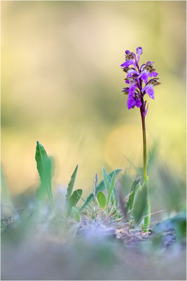 Spitzels Knabenkraut (Orchis spitzelii), Schweden, Gotland
