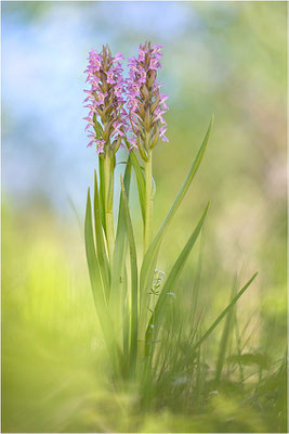 Fleischfarbene Fingerwurz (Dactylorhiza incarnata), Schweden, Gotland