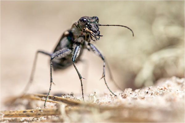 Heide-Sandlaufkäfer (Cicindela sylvatica), Schweden, Farö