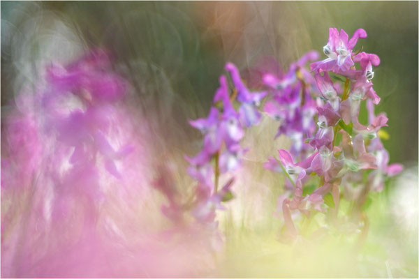 Hohler Lerchensporn (Corydalis cava), Deutschland, Baden-Württemberg