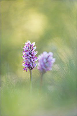 Affen-Knabenkraut (Orchis simia), Frankreich, Isere