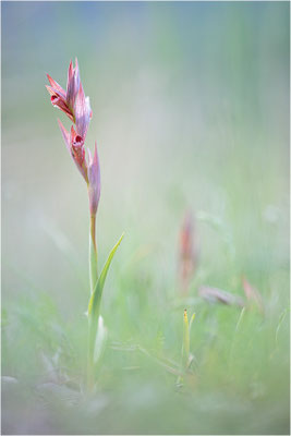 Pflugschar-Zungenstendel (Serapias vomeracea), Dep. Ardèche, Frankreich