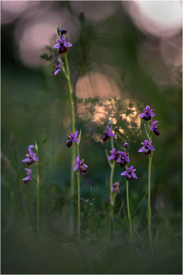 Ophrys aveyronensis